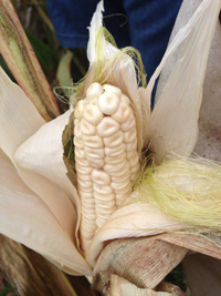 Kanienkeha:ka (Mohawk) Flint Corn Seed-Saving & Education Project