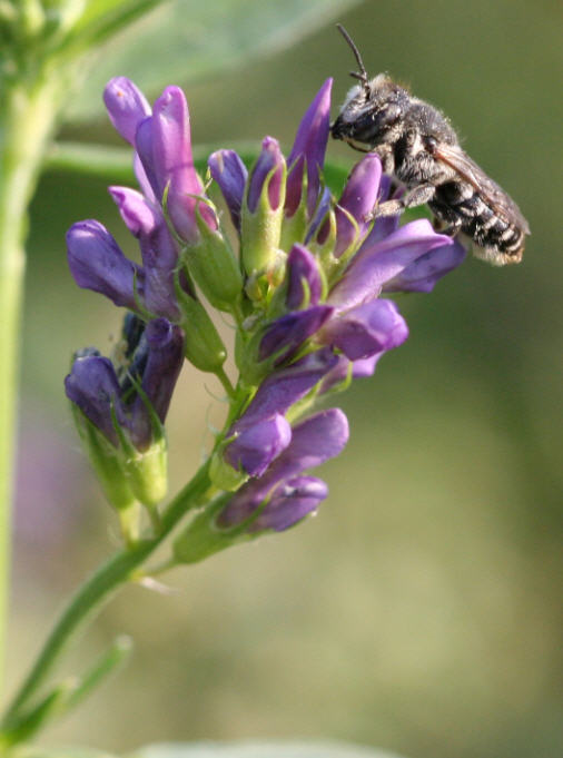 Alfalfa Leafcutter Bee on Flower